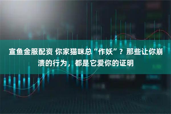 宣鱼金服配资 你家猫咪总“作妖”？那些让你崩溃的行为，都是它爱你的证明